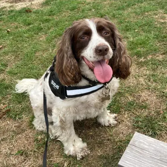 Cassie English Springer Spaniel Purina UK