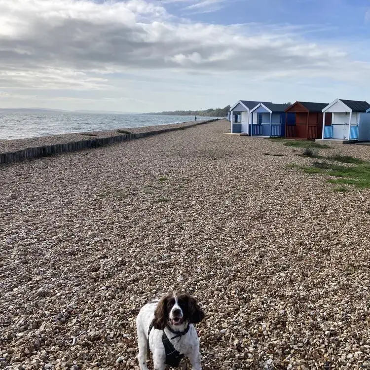 English Springer Spaniel