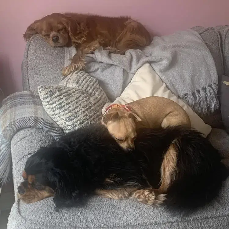 Chihuahua (Smooth Coat)