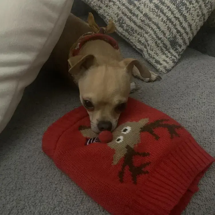 Chihuahua (Smooth Coat)