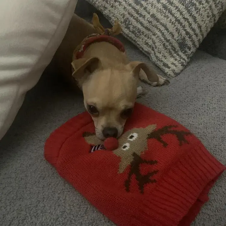 Chihuahua (Smooth Coat)