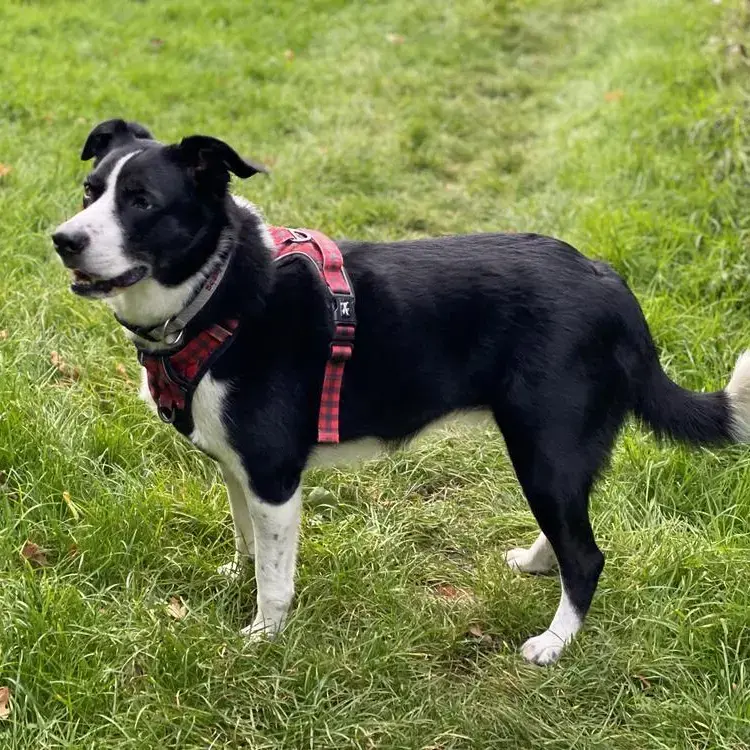 Australian Shepherd Dog
