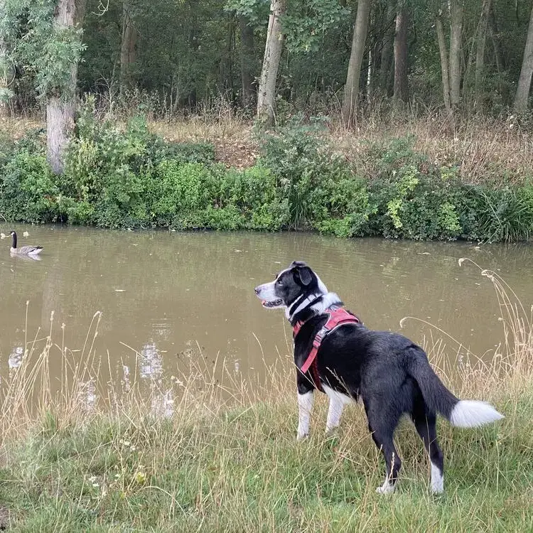 Australian Shepherd Dog