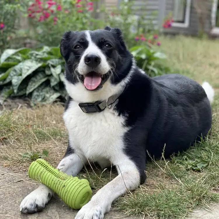 Australian Shepherd Dog