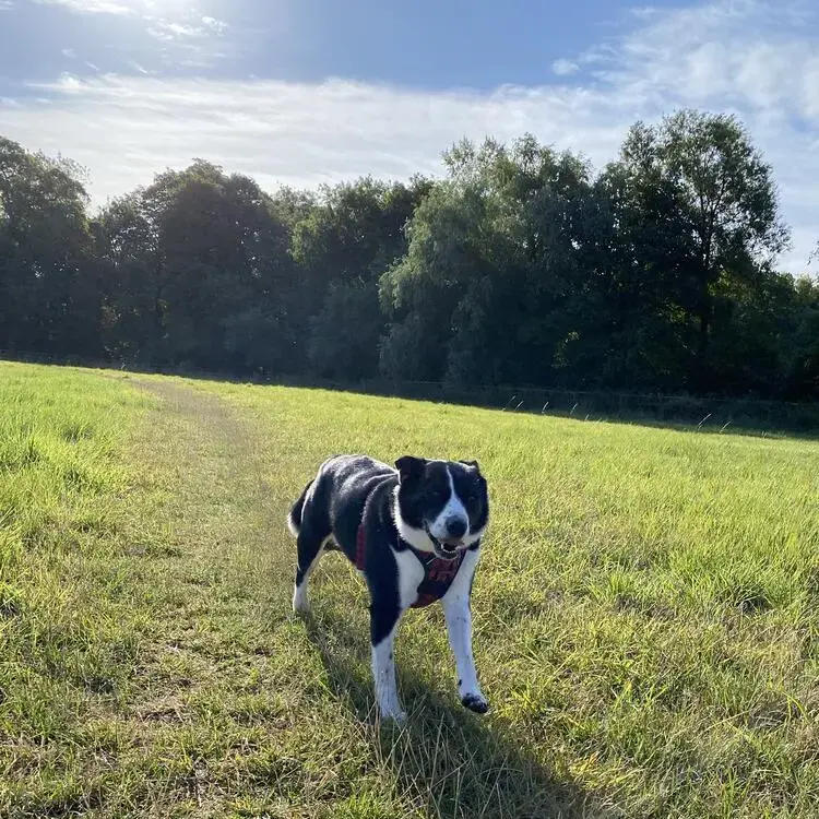 Australian Shepherd Dog