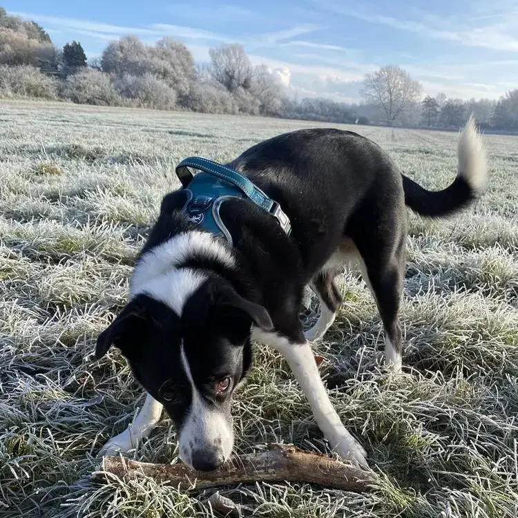 Australian Shepherd Dog