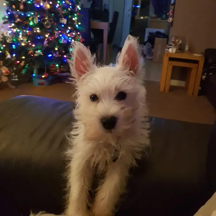 West Highland White Terrier