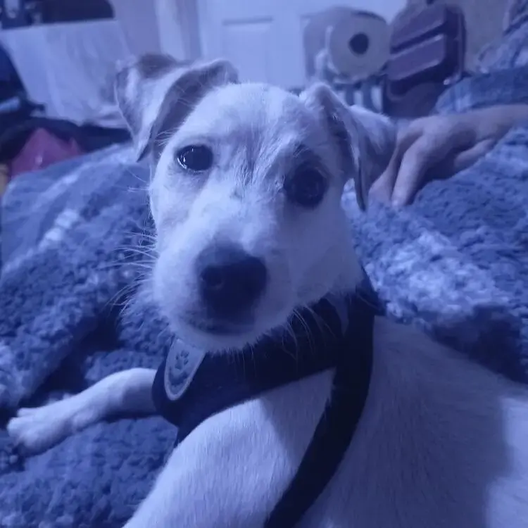 Jack Russell Terrier
