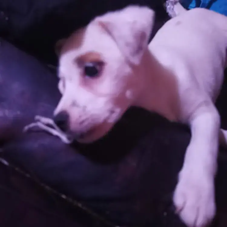 Jack Russell Terrier