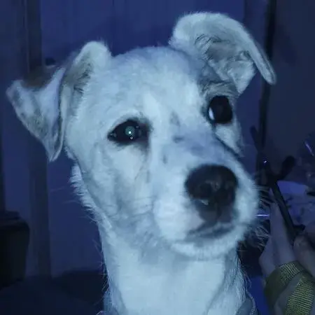 Jack Russell Terrier