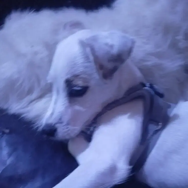 Jack Russell Terrier