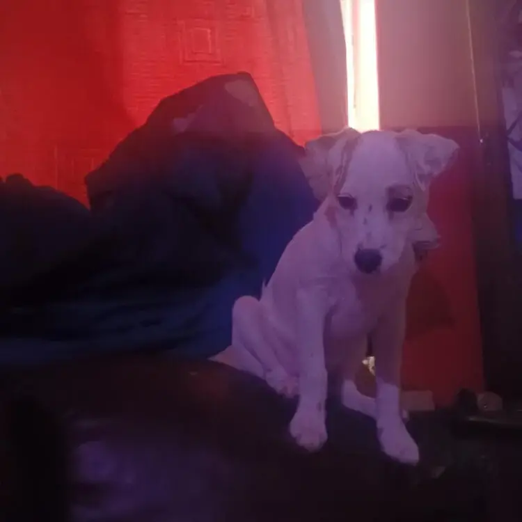 Jack Russell Terrier