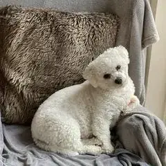 Bichon Frise