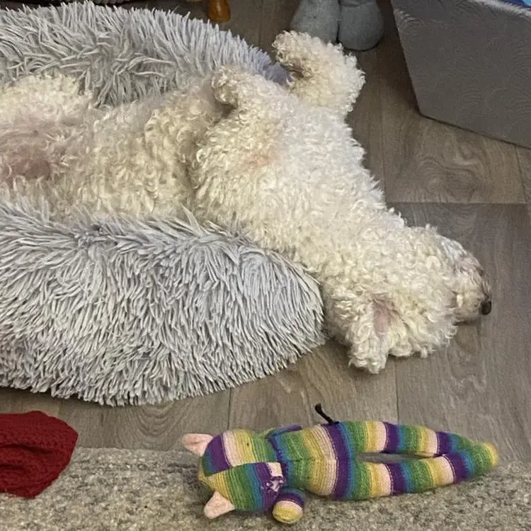 Bichon Frise