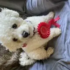 Bichon Frise
