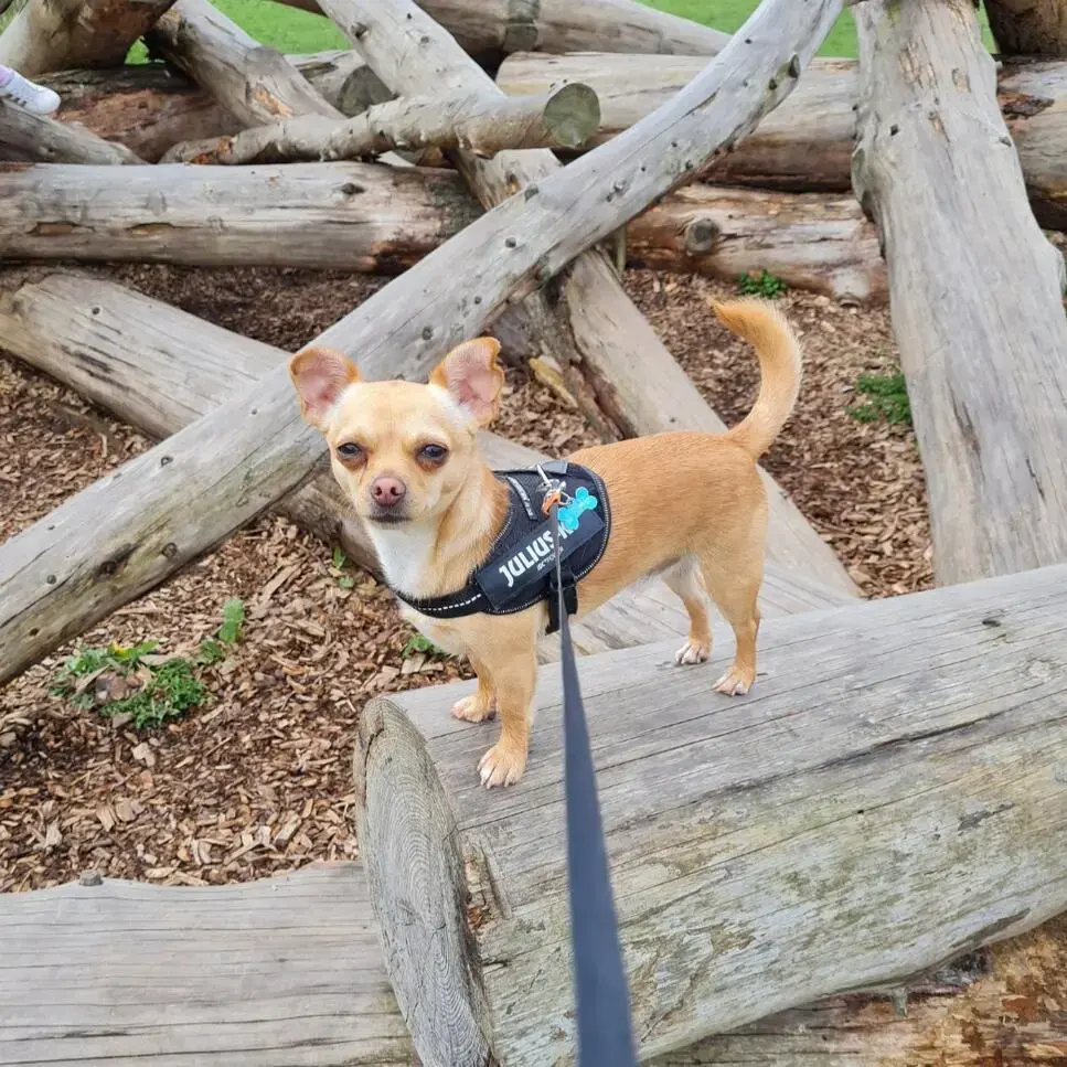 Chihuahua (Smooth Coat)