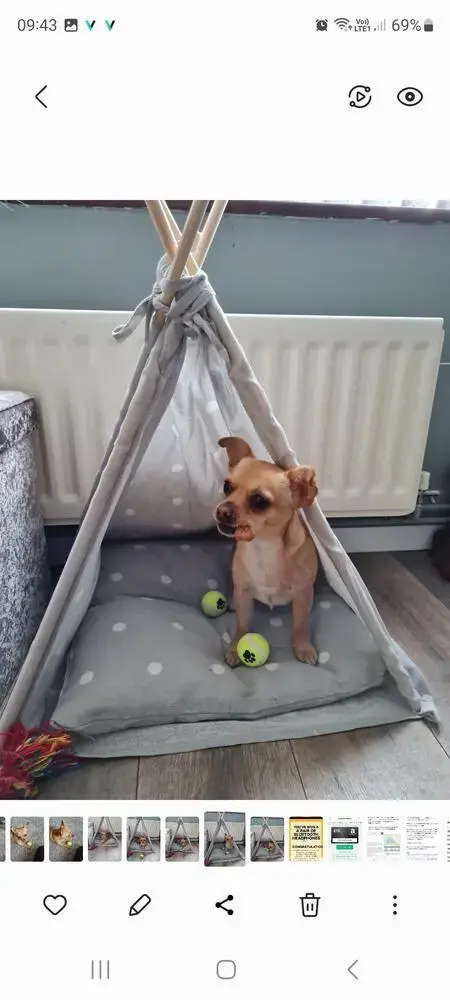 Chihuahua (Smooth Coat)