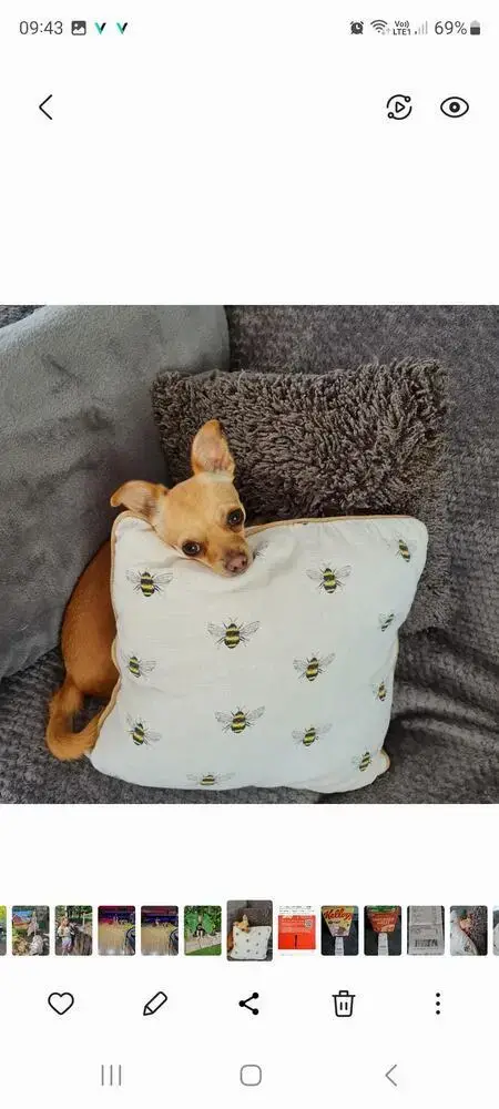 Chihuahua (Smooth Coat)