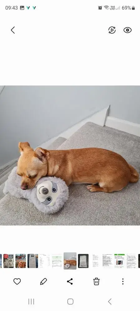 Chihuahua (Smooth Coat)