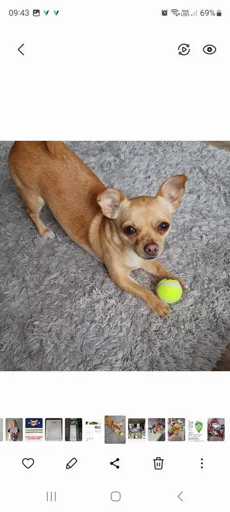 Chihuahua (Smooth Coat)