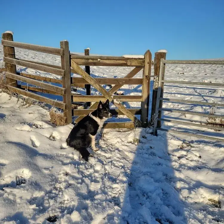 Border Collie