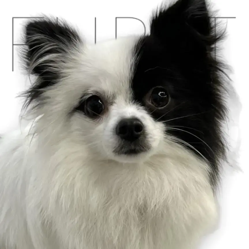 Pomeranian