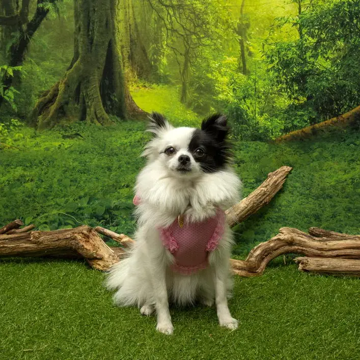 Pomeranian