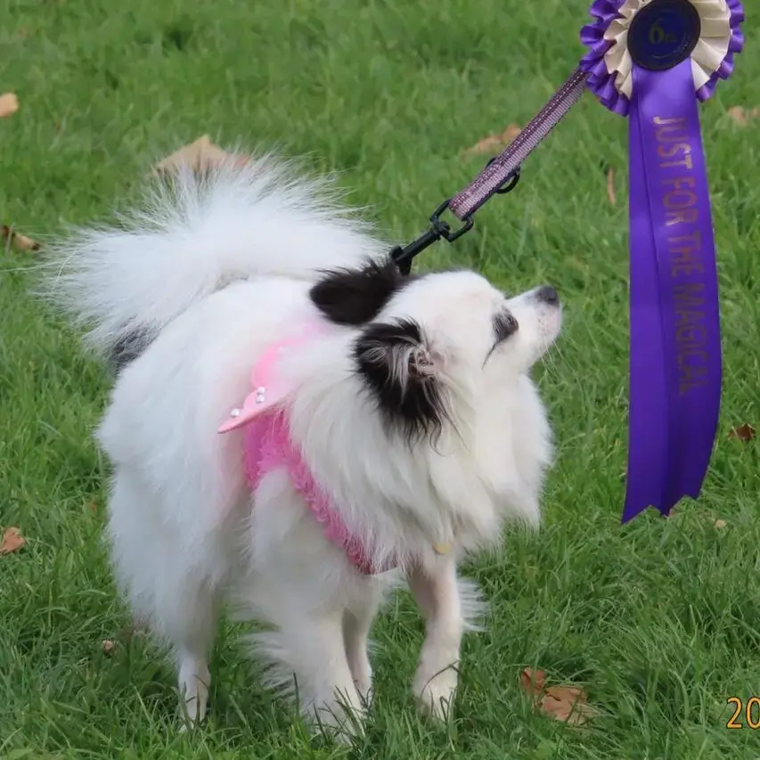 Pomeranian