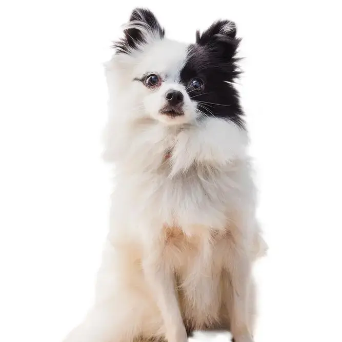 Pomeranian