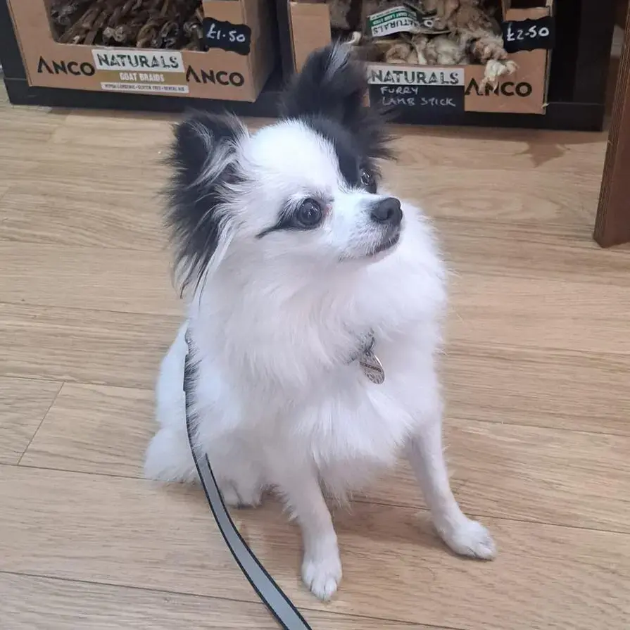 Pomeranian
