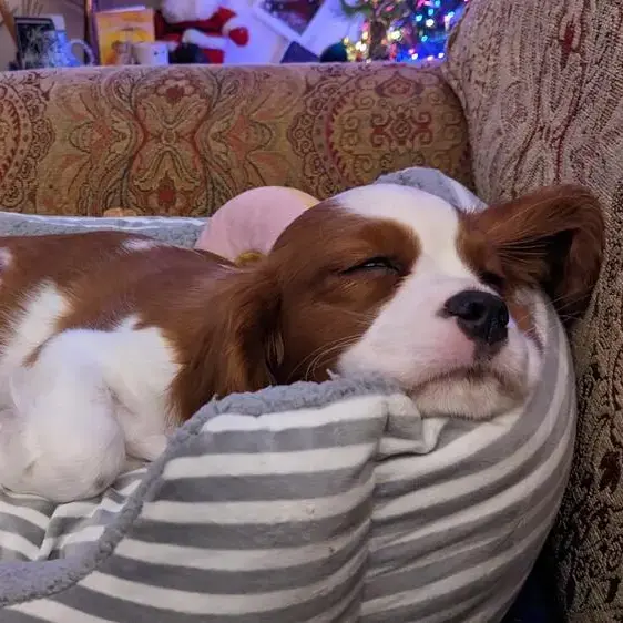 King Charles Spaniel