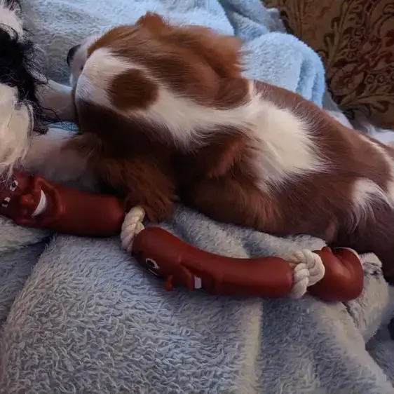 King Charles Spaniel