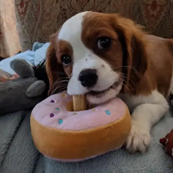 King Charles Spaniel