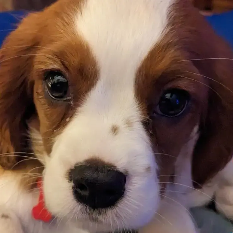 King Charles Spaniel