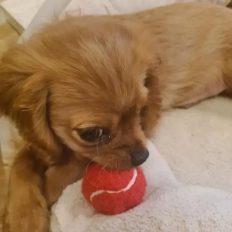 King Charles Spaniel