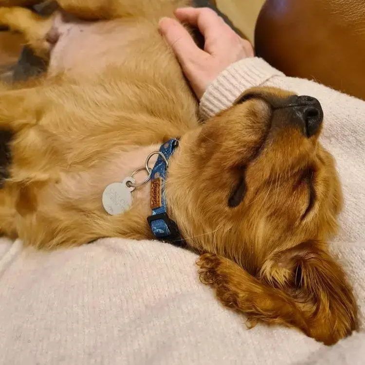 King Charles Spaniel