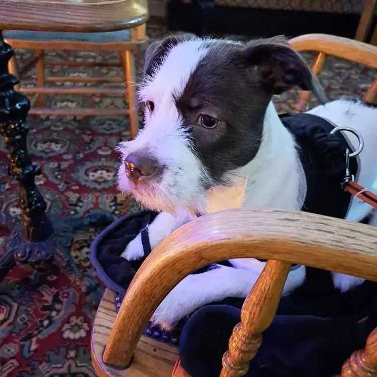 Jack Russell Terrier