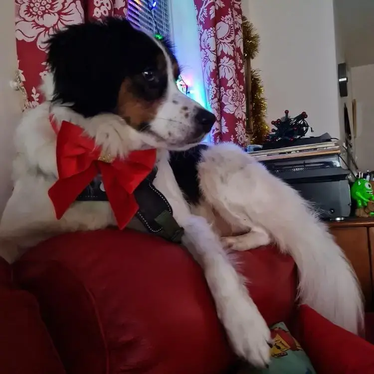 Border Collie