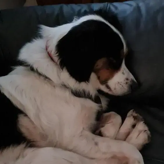 Border Collie