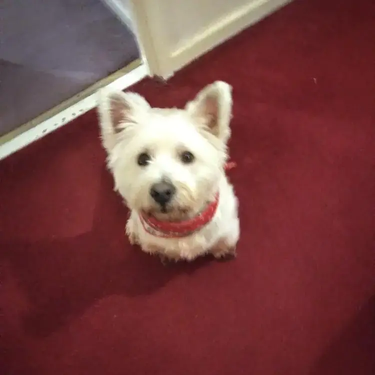 West Highland White Terrier