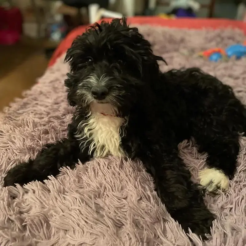 Cocker Spaniel (English)