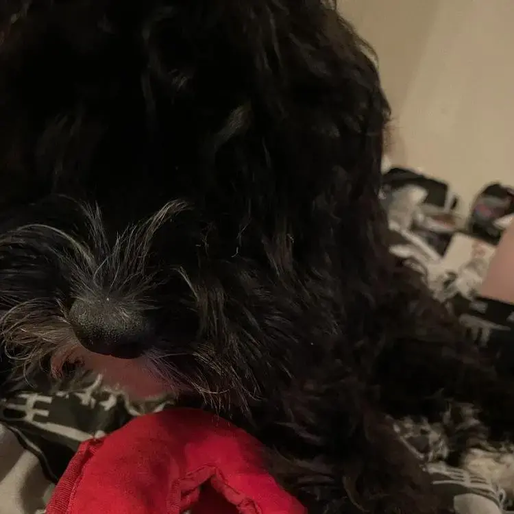 Cocker Spaniel (English)