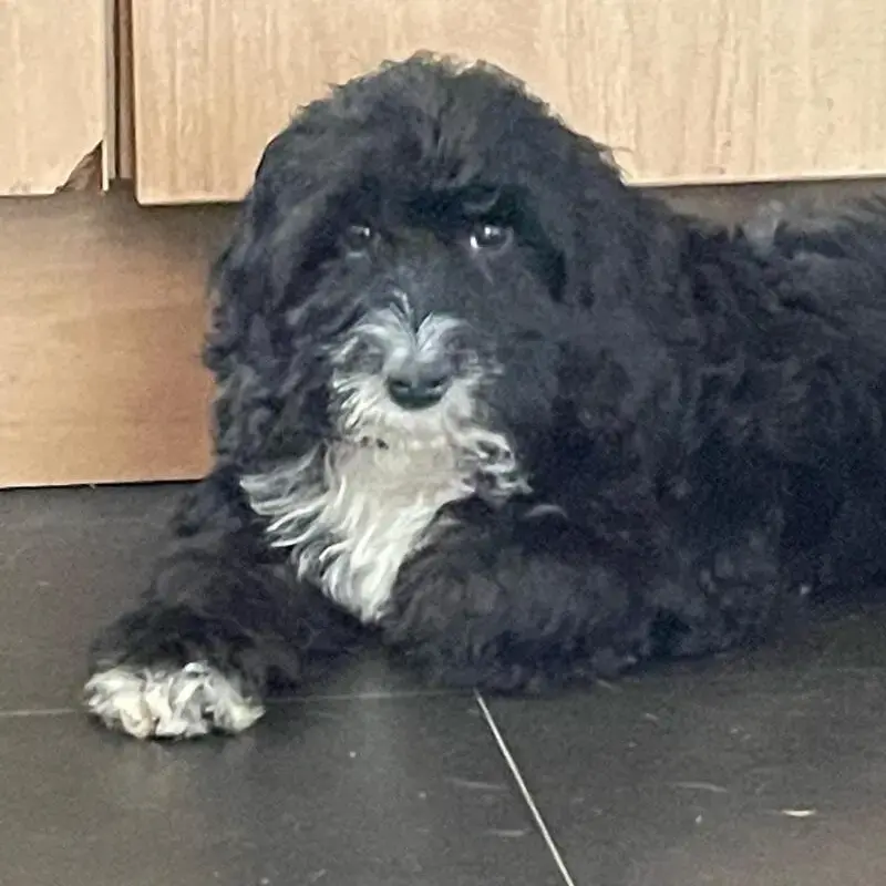 Cocker Spaniel (English)