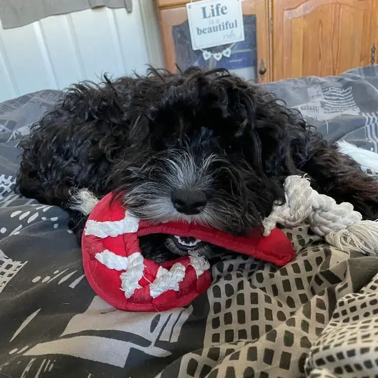 Cocker Spaniel (English)