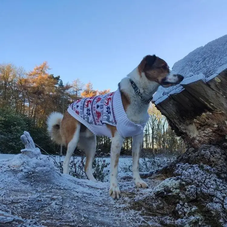 Estrela Mountain Dog