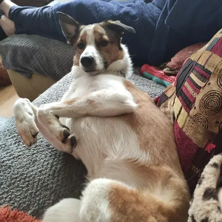 Estrela Mountain Dog