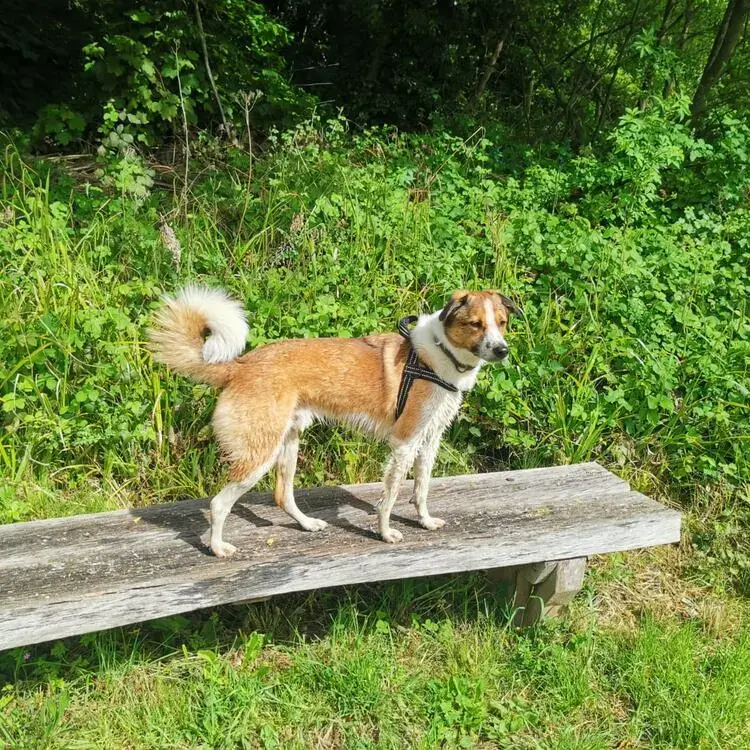 Estrela Mountain Dog