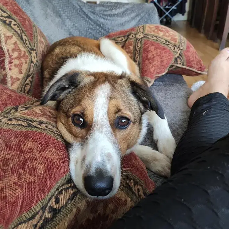 Estrela Mountain Dog