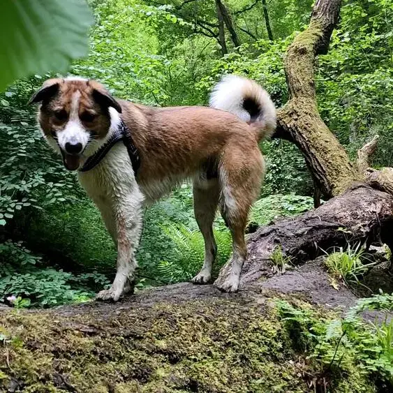 Estrela Mountain Dog