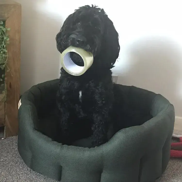 Cockapoo